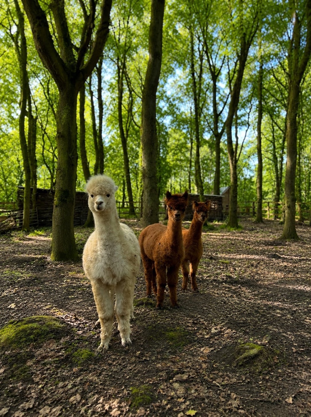 Petting Farm
