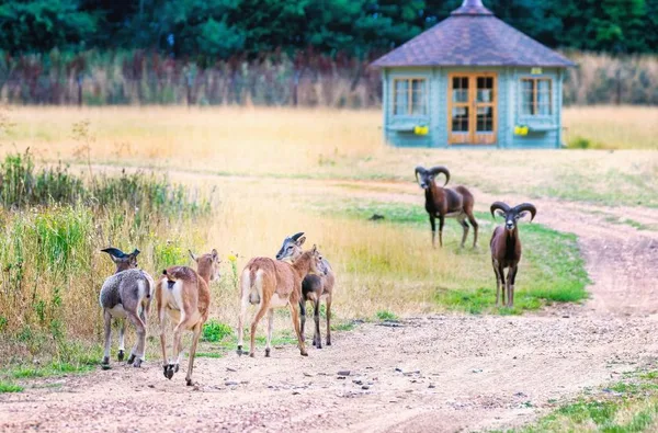 Watatunga Wildlife Reserve